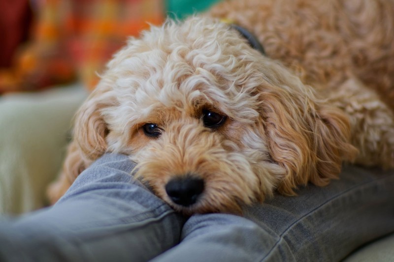 Das Kauen auf Socken und Schuhen kann dem Hund helfen, Spannungen abzubauen.