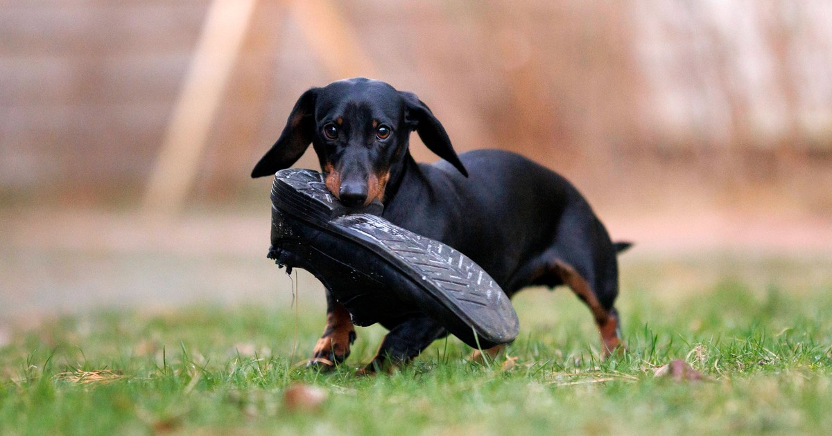 Deshalb klaut dein Hund so gerne Socken und Schuhe