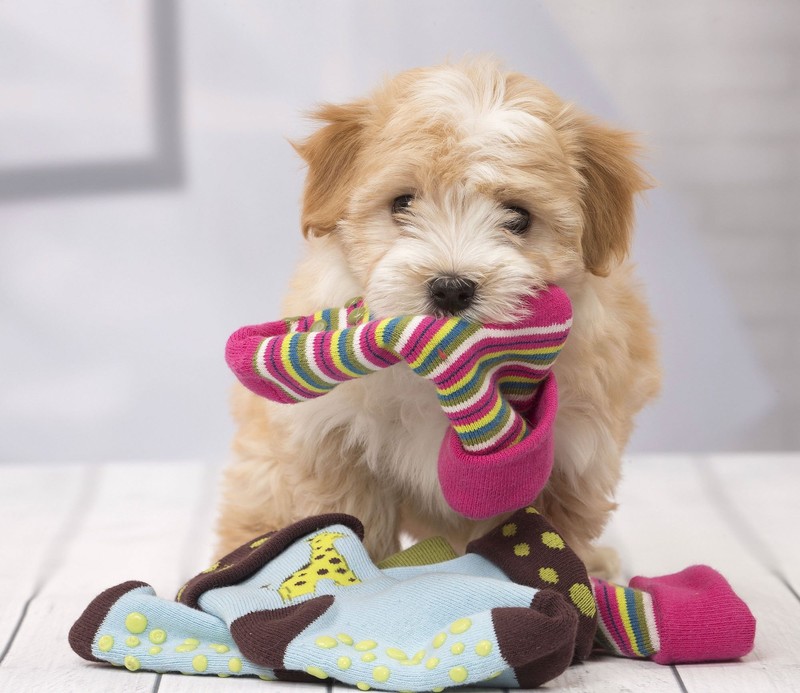 Nicht selten passiert es, dass Besitzer*innen ihren Hunden falsche Signale senden.