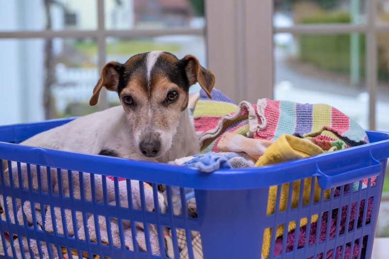 Vielleicht hat dein Hund auch einfach eine Vorliebe für Wäsche und Socken?