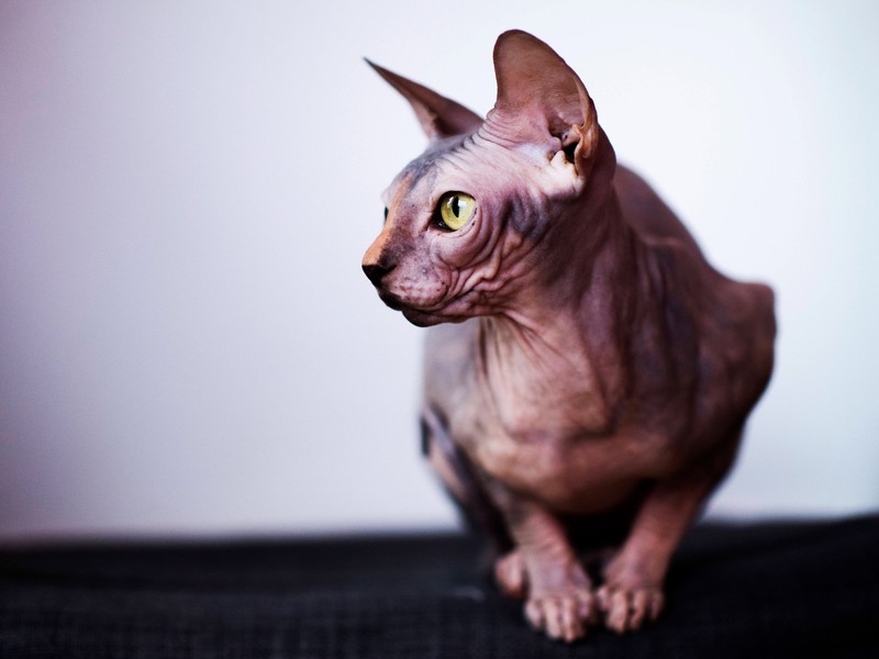 Bei diesen Katzenrassen handelt es sich um Qualzuchten.