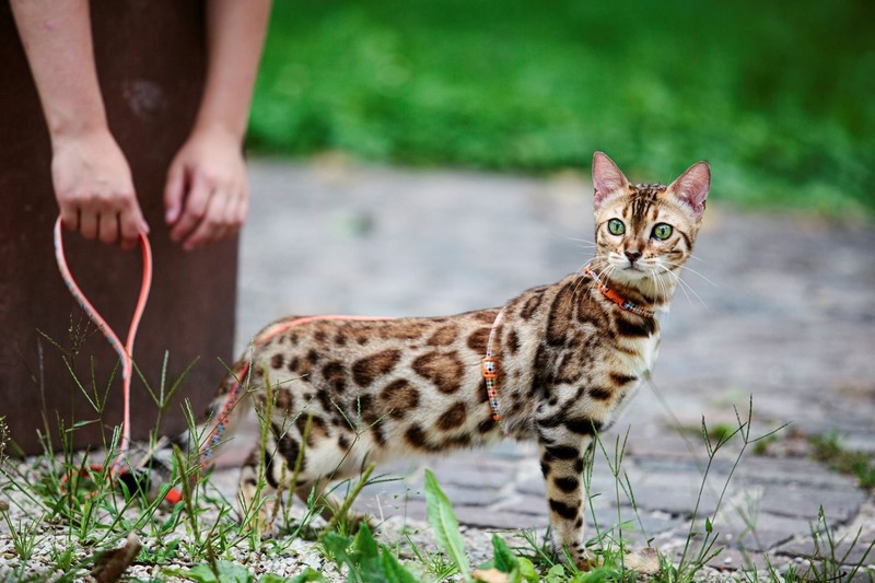 Bengalkatzen sind besonders für ihre Leoparden-Musterung bekannt und sind sehr intelligent.