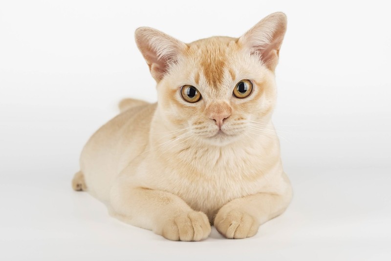 Burma-Katzen verstehen sich auch mit anderen Tieren im Haushalt gut.