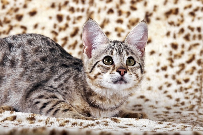 Das Temperament einer Savannah-Katze ist nicht einschätzbar.