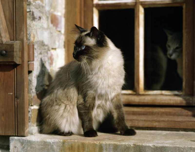 Die Balinese-Katzen sind aufgeweckt, neugierig und haben einen starken Entdeckerdrang.