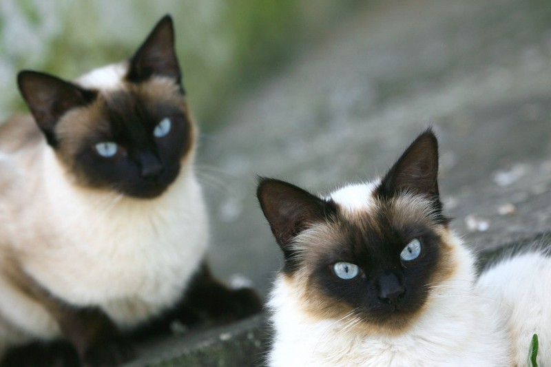 Die eleganten, exotisch aussehenden Siam-Katzen sind äußerst mitteilungsbedürftig.