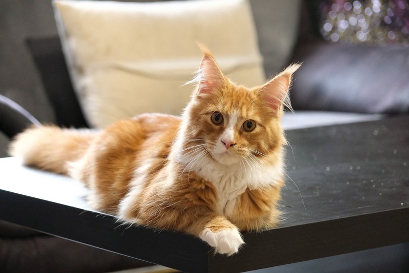 Die Maine-Coon-Katze zeichnet sich durch ihre Größe, aber auch durch ihre Gutmütigkeit aus.