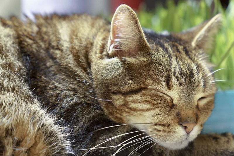 Die mittelgroße Katzenrasse Europäisch Kurzhaar hat einen lieben, verspielten Charakter und ist intelligent.