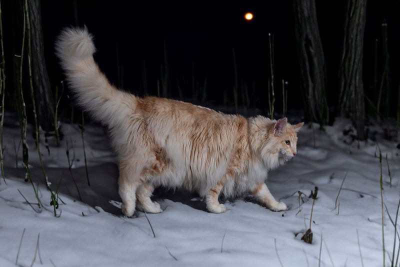 Die Norwegische Wildkatze ist eine friedliche Katzenrasse, die eine hohe Lebenserwartung hat.