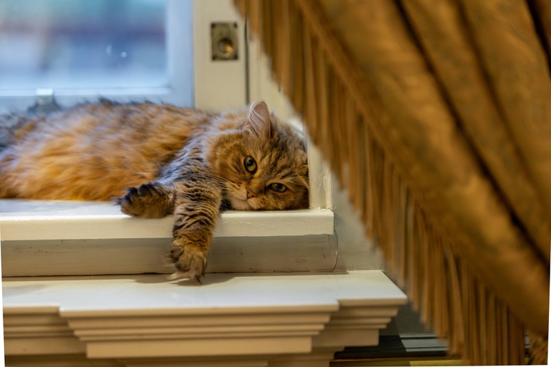 Die Sibirische Katze hat eine hohe Lebenserwartung.