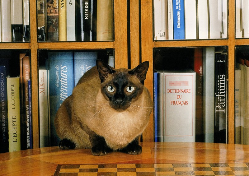 Die Tonkanese ist eine Kreuzung verschiedener Katzenarten.