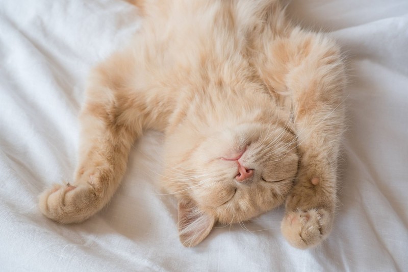 Katzen lieben es, auf dem Rücken zu schlafen, wenn sie sich wohl und sicher fühlen.