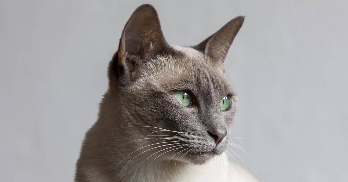 Welche Katzenrassen leben am längsten?