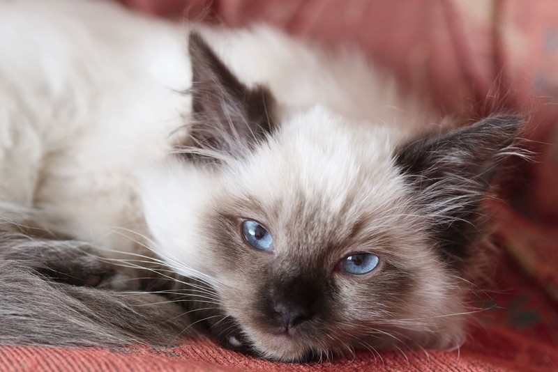 Ragdoll-Katzen sind ideale Familienkatzen und zeichnen sich durch einen ausgeglichenen Charakter aus.