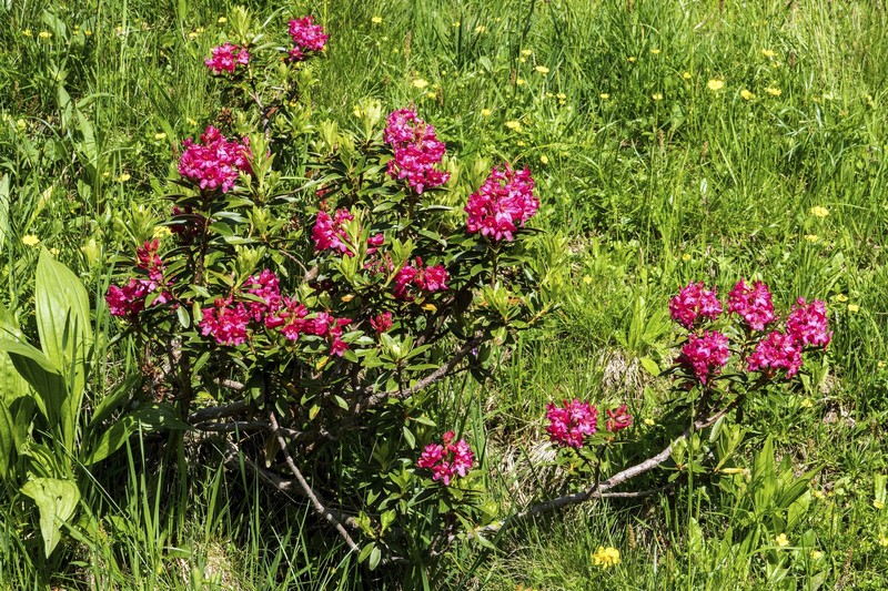 Rhododendron führt allein schon bei Berührung zu Hautirritationen.