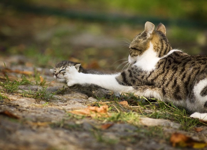 Auch Katzen können reflexartig reagieren und aus Schreck schlagen oder beißen.