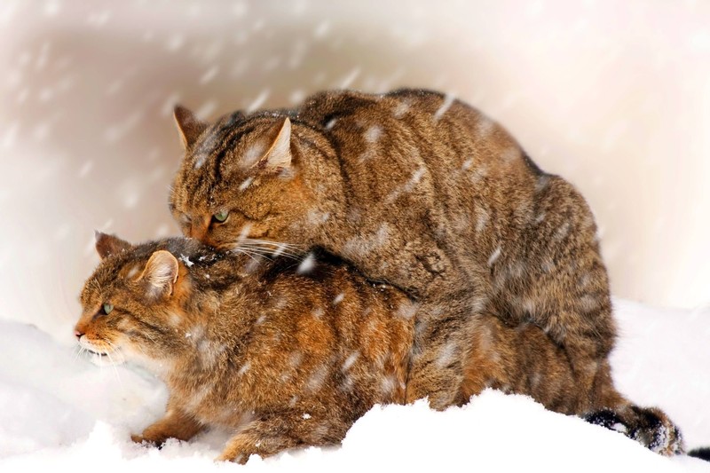 Das Paarungsverhalten von Katzen kann auf Menschen brutal wirken.