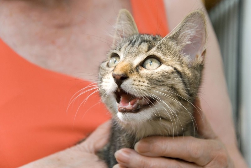 Katzen möchten selbst entscheiden, wann sie kuscheln und schmusen.