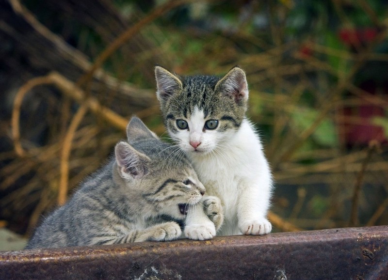 Manche Katzen beißen ihre Artgenoss*innen und Menschen, um Liebe auszudrücken.