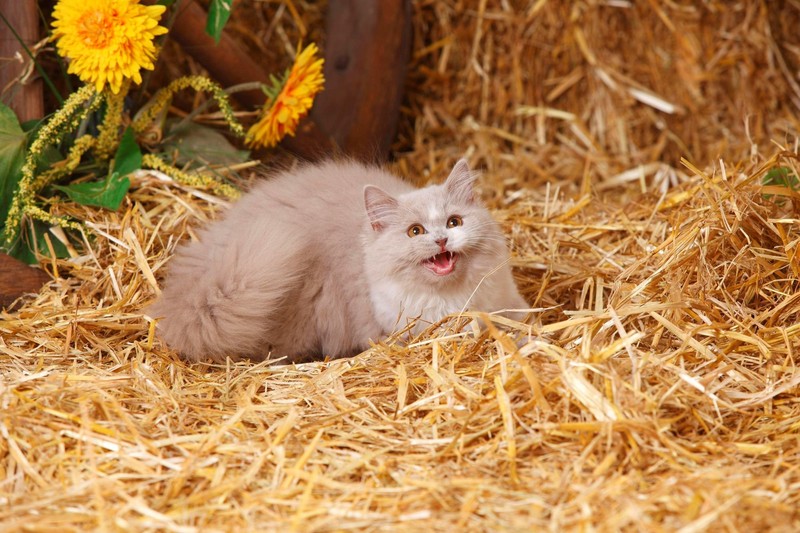 Mit Fauchen, Knurren und Beißen verteidigen manche Katzen Beute, Lieblingsplätze und Lieblingsmenschen.