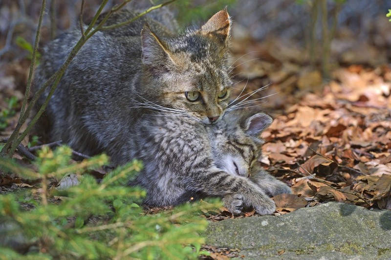 Mutterkatzen bringen ihren Nachwuchs mit einem gezielten Nackenbiss von A nach B.