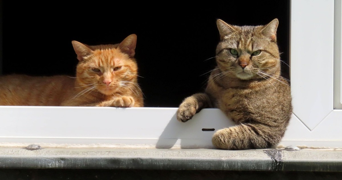 Kratzen, Beißen, Fauchen: Was steckt hinter dem aggressiven Verhalten bei Katzen?