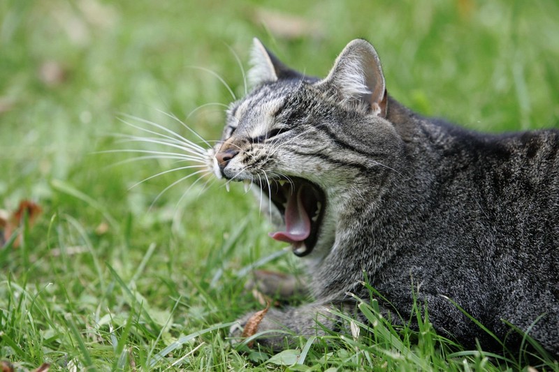 Wenn sich Katzen langweilen, fangen sie an Unsinn zu machen.