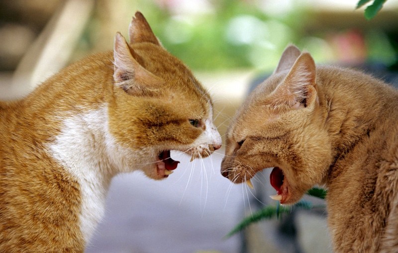 Wenn sich zwei Katzen nicht mögen, nutzen sie Fauchen und Knurren als Kommunikation.