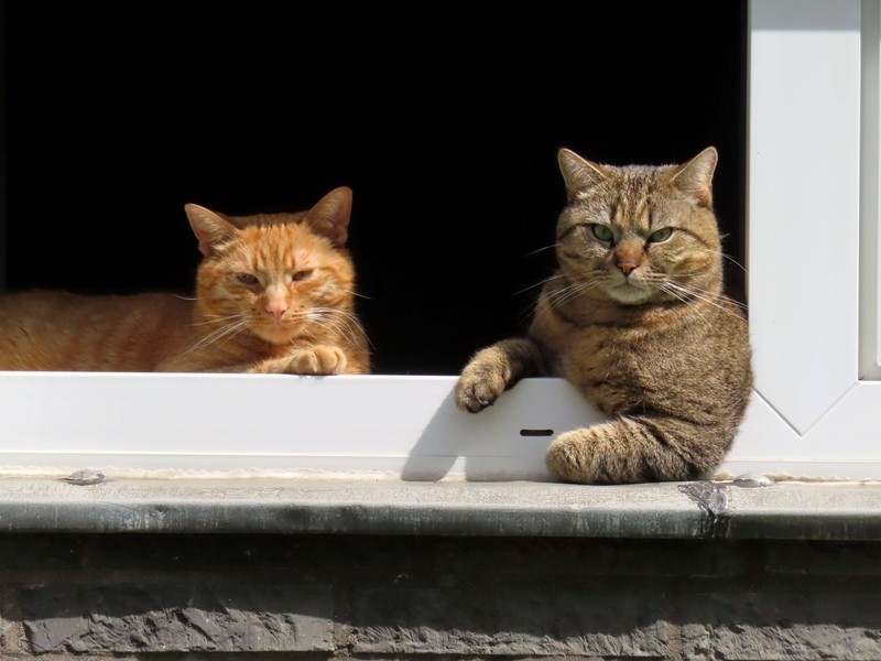 Wenn sie ruhen, wirken Katzen fast immer äußerst friedlich.