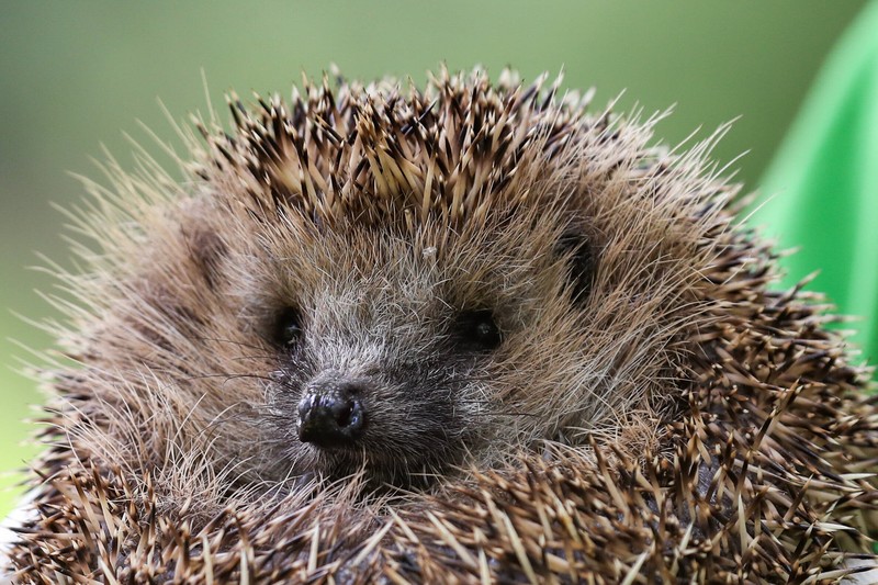 Auch in vielen Städten gibt es Igel.