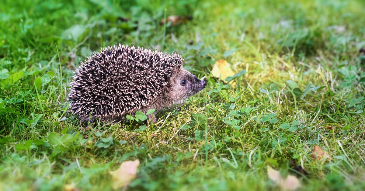 Igel im Garten: Was kannst du tun?