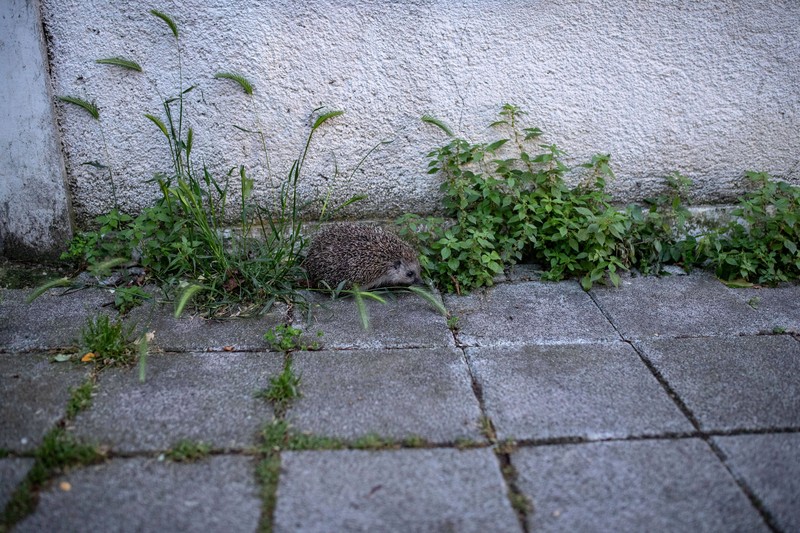 Es gibt einige Dinge, die gefährlich für Igel sein können.