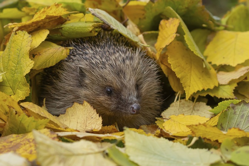 Igel können schnell verschreckt werden.