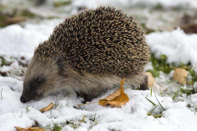 Manche Igel sind auf deine Hilfe angewiesen.