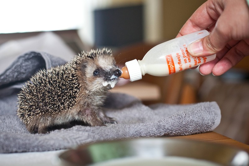 Wie kannst einem Igel in Not schnell helfen?