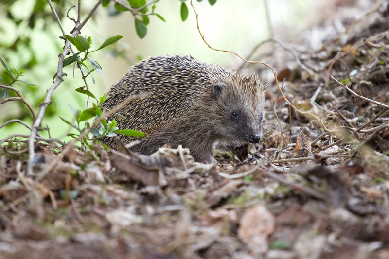 Wie solltest du dich verhalten, wenn sich ein Igel in deinem Garten veirrt?