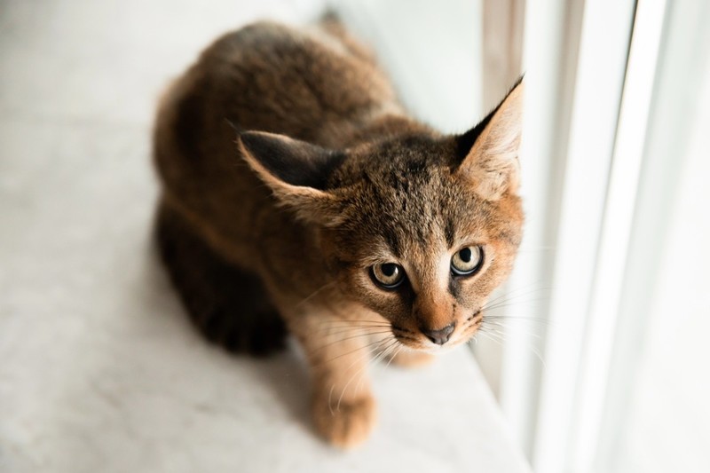 Chausie-Katzen gehören zu den Hybrid-Rassen und sind zum Teil Wildkatze.