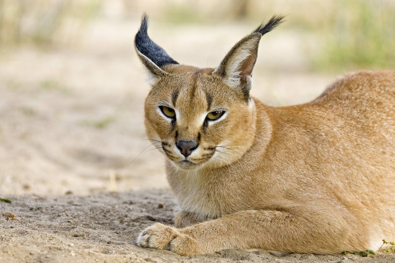 Der Karakal ist keine Hauskatze, sondern eine Wildkatze.