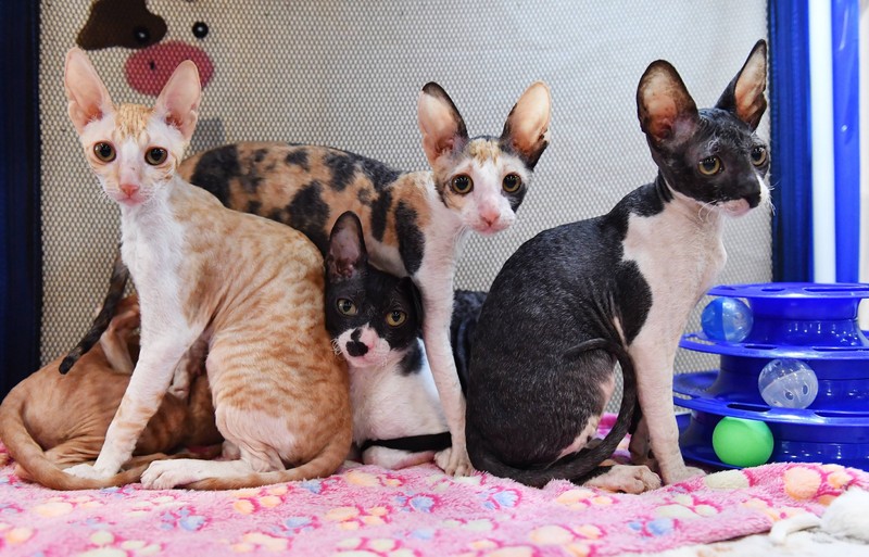 Die Devon Rex zeigt sich mit einem schlanken Körper, kleinem Kopf und großen Ohren.