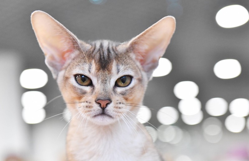 Die Ohren der Abessinier-Katze stehen frech vom Kopf ab.