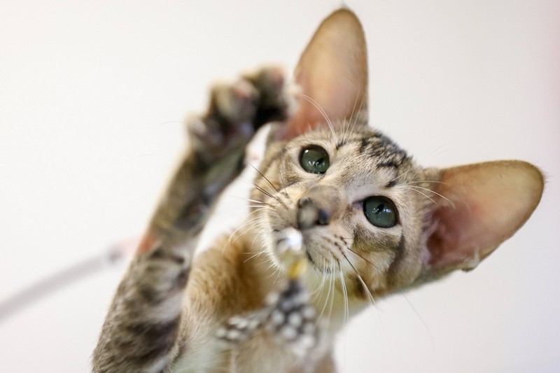 Die Orientalisch Kurzhaar ist eine mittelgroße Katzenrasse.