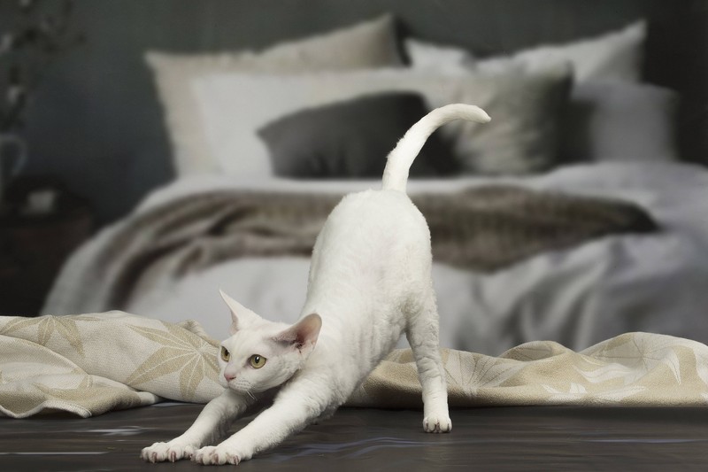 Es gibt einige Katzenrassen mit großen, auffälligen Ohren.