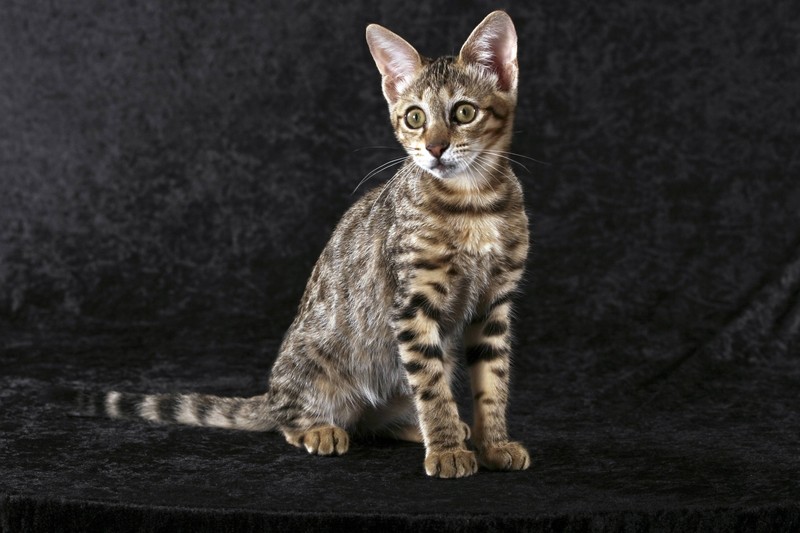 Savanna-Katzen gehören zu den exotischen Katzenrassen.