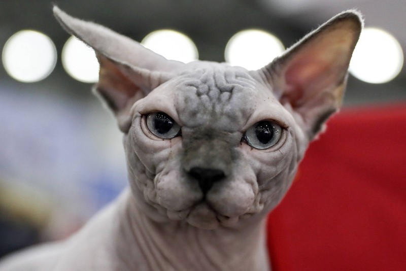 Sphynx-Katzen haben kein Fell und sind der Witterung frei ausgesetzt.
