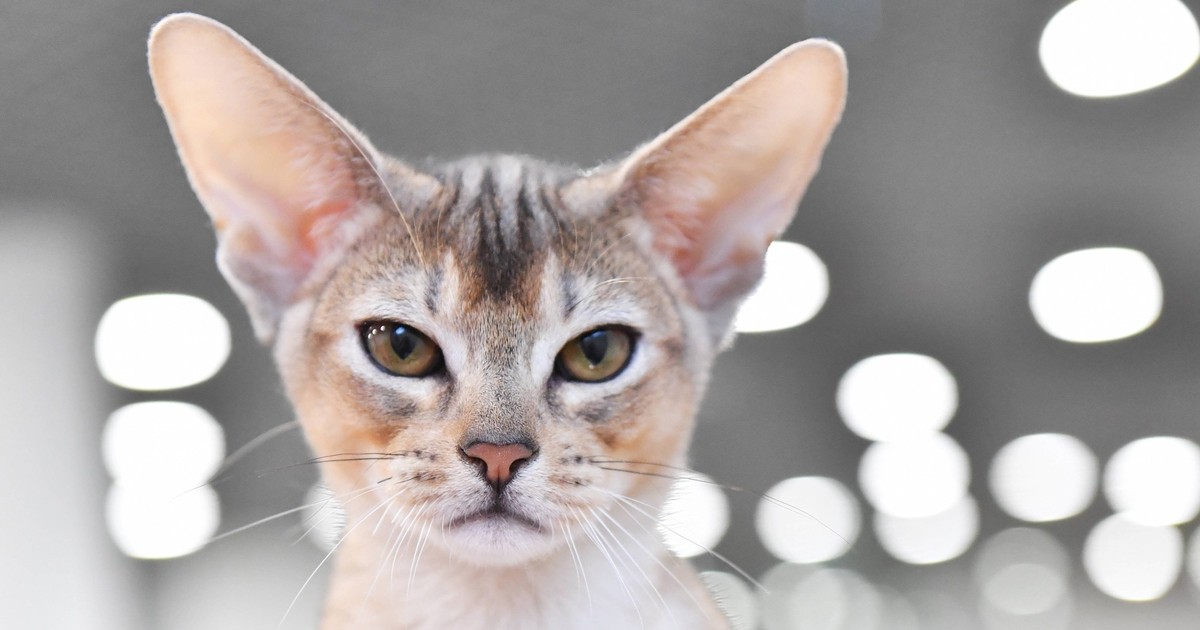 Katzenrassen, die außergewöhnlich große Ohren haben