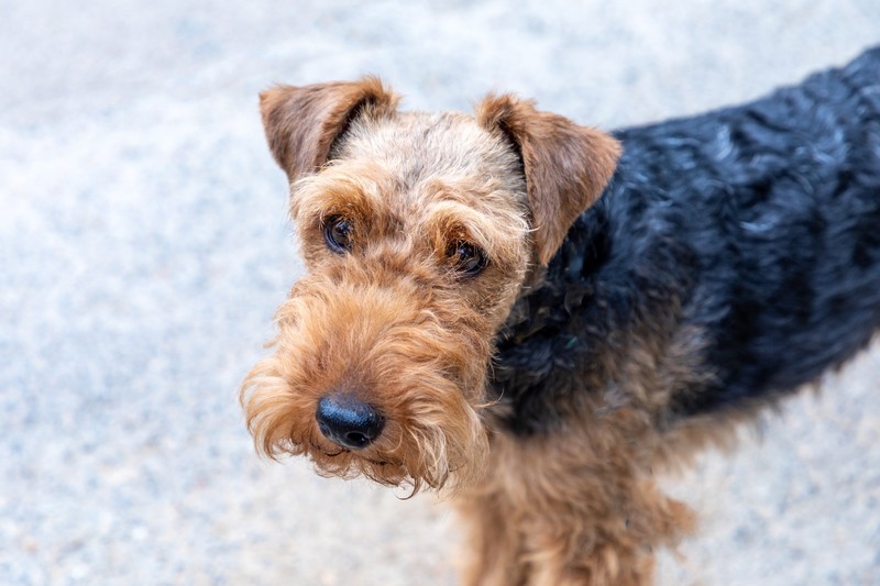 Airedale Terrier ist die größte Terrierrasse.