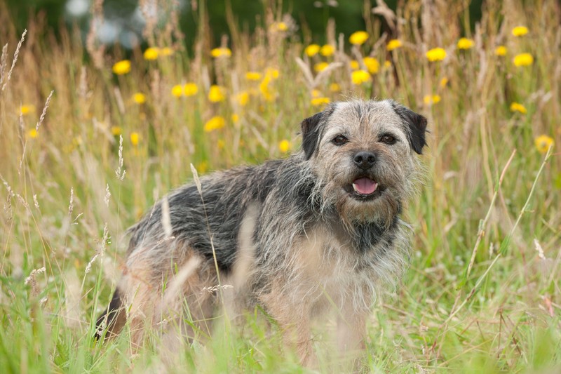 Border Terrier zählen im Süden Schottlands zu den beliebtesten Familienhunden.