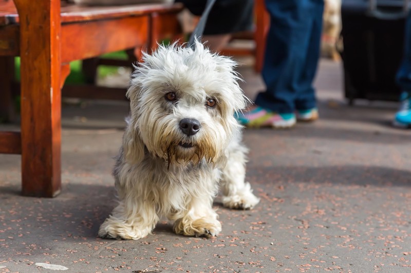 Der Dandie Dinmont Terrier ist ein kleiner, mutiger Hundefreund.