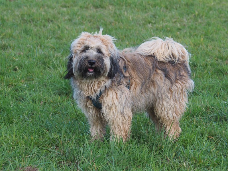 Der Tibetan Terrier stammt aus Tibet und wurde dort als Hütehund eingesetzt.