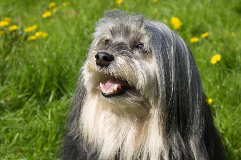 Die französche Hunderasse Petit Chien Lions ist lebhaft und verspielt.